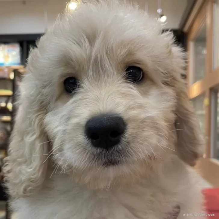 T.S 様のお迎えした子犬