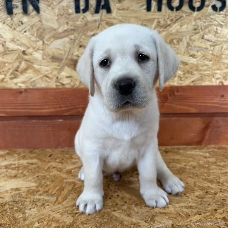ID:2411-01614の子犬