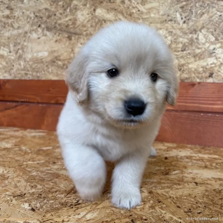ID:2505-02515の子犬