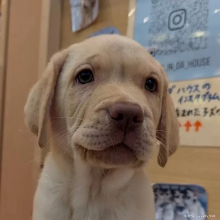 ランスタン 様のお迎えした子犬