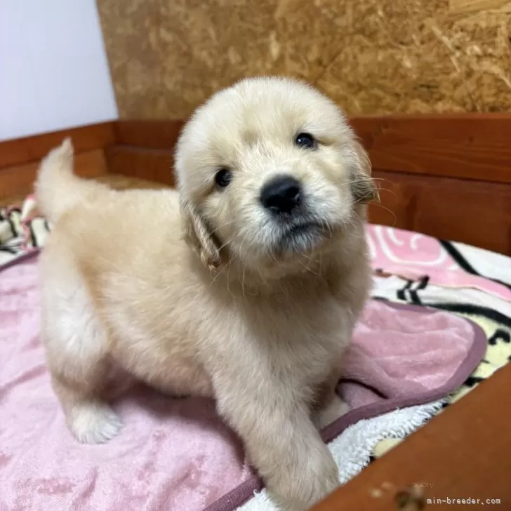 H.N 様のお迎えした子犬