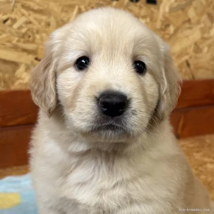 ID:2411-02989の子犬