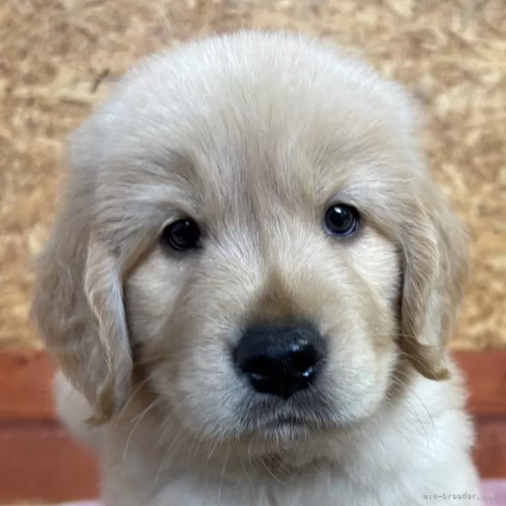 ID：2507-01374の子犬