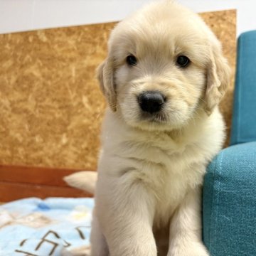 ゴールデンレトリバー【北海道・女の子・2025年9月17日・ゴールド】の写真「甘えん坊でそばから離れません！」