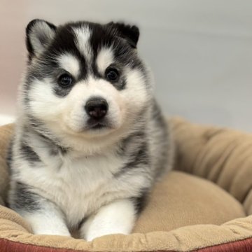 シベリアンハスキー【北海道・女の子・2025年10月24日・ブラックアンドホワイト】の写真「ムチムチでぱっちり目！」