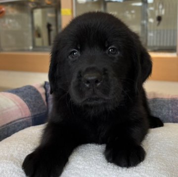 ラブゴールデン(ゴールデンレトリバー×ラブラドールレトリバー)【北海道・男の子・2025年8月29日・ブラック】の写真「おっとりして落ち着きのある性格！」