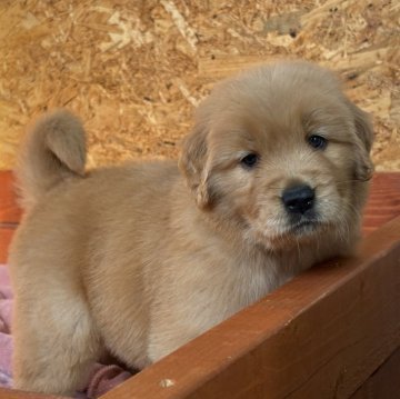 ゴールデンレトリバー【北海道・女の子・2025年10月15日・ゴールド】の写真「穏やかな性格！」