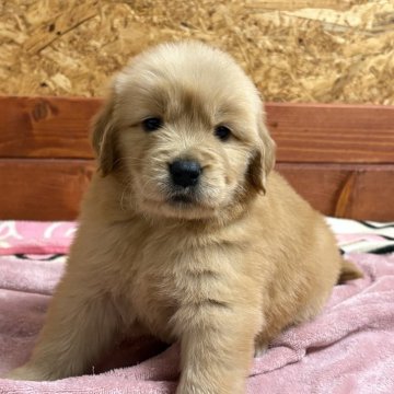 ゴールデンレトリバー【北海道・女の子・2025年10月15日・ゴールド】の写真「まんまる顔！」