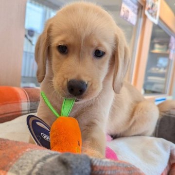 ラブゴールデン(ゴールデンレトリバー×ラブラドールレトリバー)【北海道・男の子・2025年8月29日・イエロー】の写真「男の子らしく堂々とした性格！」