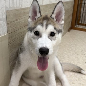 シベリアンハスキー【北海道・男の子・2024年11月28日・シルバー&ホワイト】の写真「ムッチムチで甘えん坊な男の子です！」