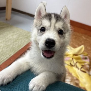シベリアンハスキー【北海道・女の子・2025年7月2日・シルバーアンドホワイト】の写真「いつもニコニコ楽しそう！」