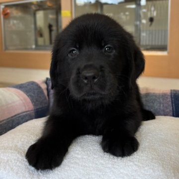 ラブゴールデン(ゴールデンレトリバー×ラブラドールレトリバー)【北海道・男の子・2025年8月29日・ブラック】の写真「おっとりして落ち着きのある性格！」