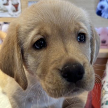 ラブゴールデン.ゴルダドール(ゴールデンレトリバー×ラブラドールレトリバー)【北海道・女の子・2025年8月29日・イエロー】の写真「むっちむちの女の子！」