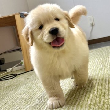 ゴールデンレトリバー【北海道・男の子・2025年9月17日・ゴールド】の写真「短い足がかわいい！」
