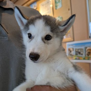 シベリアンハスキー【北海道・女の子・2025年7月2日・シルバーアンドホワイト】の写真「おっとりな女の子」