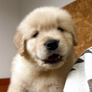 ゴールデンレトリバー【北海道・男の子・2025年9月17日・ゴールド】の写真「まんまる顔が癒される」