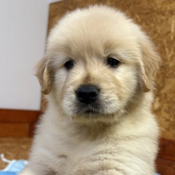 ゴールデンレトリバー【北海道・女の子・2025年9月17日・ゴールド】の写真「人の動きをよく見て賢い！」