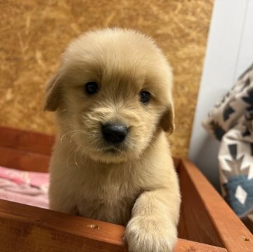 ゴールデンレトリバー【北海道・女の子・2025年10月15日・ゴールド】の写真「小柄な女の子！」