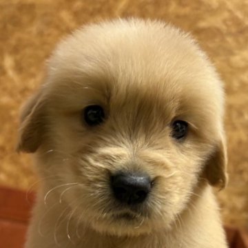 ゴールデンレトリバー【北海道・女の子・2025年10月15日・ゴールド】の写真「小柄な女の子！」