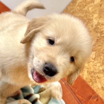 ゴールデンレトリバー【北海道・男の子・2025年9月17日・ゴールド】の写真「人にべったりで甘えん坊！」