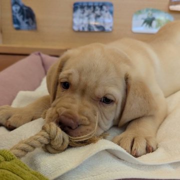 ラブラドールレトリバー【北海道・男の子・2025年6月12日・イエロー】の写真「顔のしわしわがかわいい！」