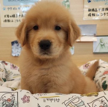 ゴールデンレトリバー【北海道・男の子・2025年7月7日・ゴールド】の写真「骨格がしっかりしてます！」