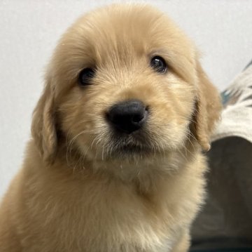 ゴールデンレトリバー【北海道・女の子・2024年10月5日・ゴールド】の写真「食いしん坊のんびり屋さん」