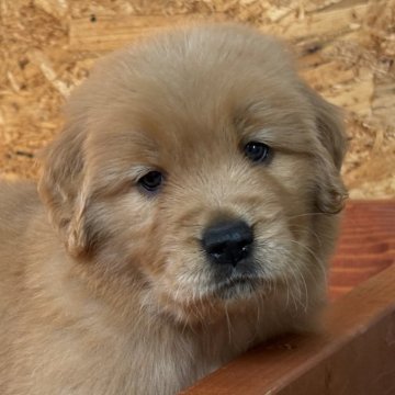 ゴールデンレトリバー【北海道・女の子・2025年10月15日・ゴールド】の写真「穏やかな性格！」