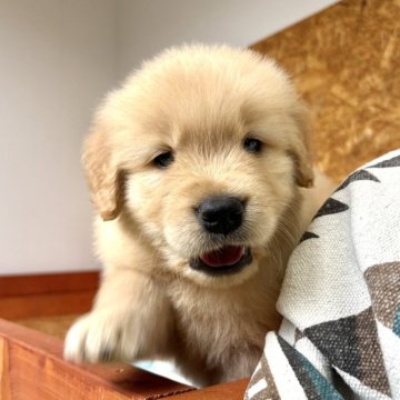 ゴールデンレトリバー【北海道・男の子・2025年9月17日・ゴールド】の写真「まんまる顔が癒される」