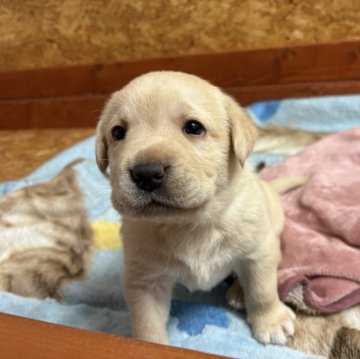 ラブラドールレトリバー【北海道・男の子・2025年11月12日・イエロー】の写真「のんびりおっとり！」