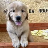 ゴールデンレトリバー【北海道・女の子・2024年10月5日・ゴールド】の写真1