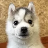 シベリアンハスキー【北海道・女の子・2024年11月28日・シルバー&ホワイト】の写真1「大きくなってきました！」