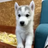 シベリアンハスキー