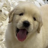 ゴールデンレトリバー