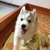 シベリアンハスキー