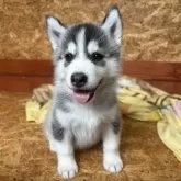 シベリアンハスキー
