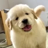 ゴールデンレトリバー【北海道・男の子・2025年9月17日・ゴールド】の写真1