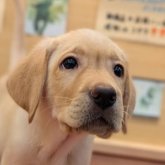 ラブラドールレトリバー
