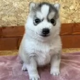 シベリアンハスキー【北海道・女の子・2024年11月28日・シルバー&ホワイト】の写真2