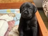 ラブラドールレトリバー【北海道・女の子・2025年11月12日・ブラック】の写真3