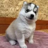 シベリアンハスキー【北海道・女の子・2024年11月28日・シルバー&ホワイト】の写真3