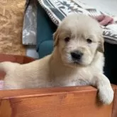 ゴールデンレトリバー【北海道・男の子・2025年9月17日・ゴールド】の写真4