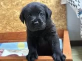 ラブラドールレトリバー【北海道・女の子・2025年11月12日・ブラック】の写真4