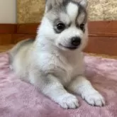 シベリアンハスキー【北海道・女の子・2024年11月28日・シルバー&ホワイト】の写真5