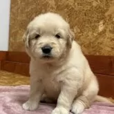 ゴールデンレトリバー【北海道・女の子・2025年9月17日・ゴールド】の写真6