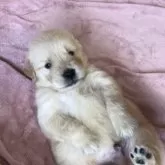 ゴールデンレトリバー【北海道・男の子・2025年9月17日・ゴールド】の写真6