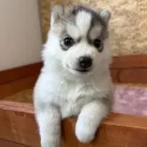 シベリアンハスキー【北海道・女の子・2024年11月28日・シルバー&ホワイト】の写真6