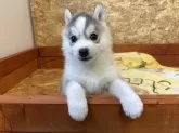 シベリアンハスキー【北海道・女の子・2024年11月28日・シルバー&ホワイト】の写真8
