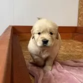 ゴールデンレトリバー【北海道・男の子・2025年9月17日・ゴールド】の写真8