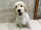 ゴールデンドゥードル(ゴールデンレトリバー×プードル)【北海道・女の子・2024年9月11日・クリーム】の写真8